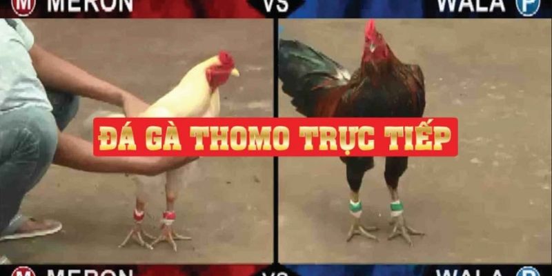 Chiến thuật nâng cao trong đá gà thomo campuchia
