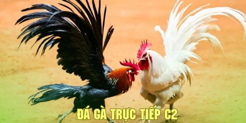 Giới thiệu về đá gà c2 và i9bet
