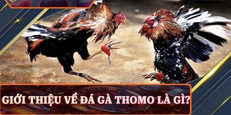Giới thiệu về đá gà thomo campuchia