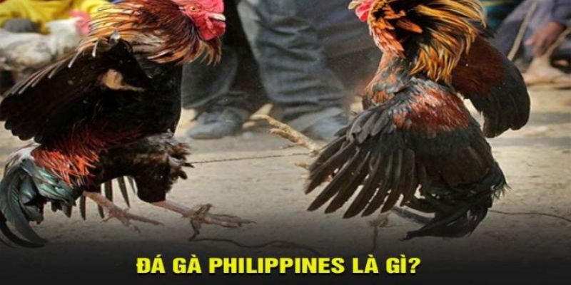 Tại sao đá gà Philippines hấp dẫn người chơi