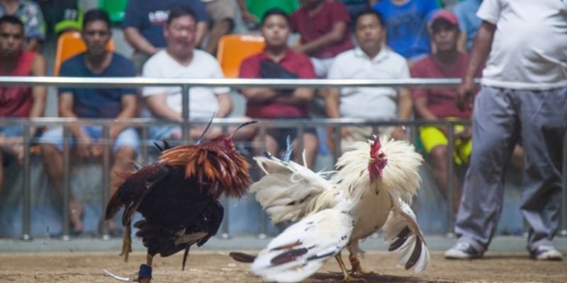 Đá gà Philippines Thuật ngữ chuyên môn trong đá gà Philippines
