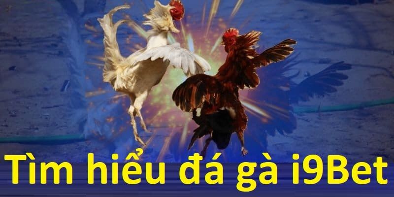 Tại sao đá gà i9bet được ưa chuộng